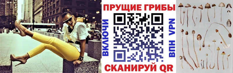 Псилоцибиновые грибы Cubensis  Ивдель 